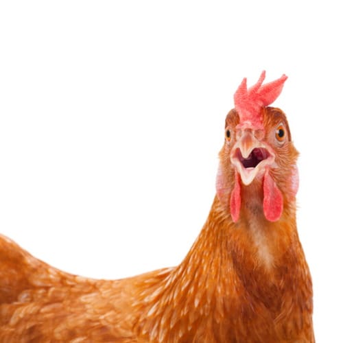 head of a chicken