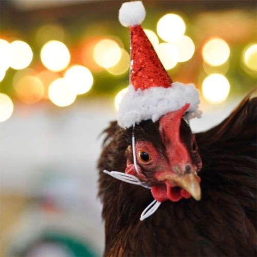 Your Tiny Pets Definitely Need A Mini Santa Hat To Get In The Holiday Spirit This Year