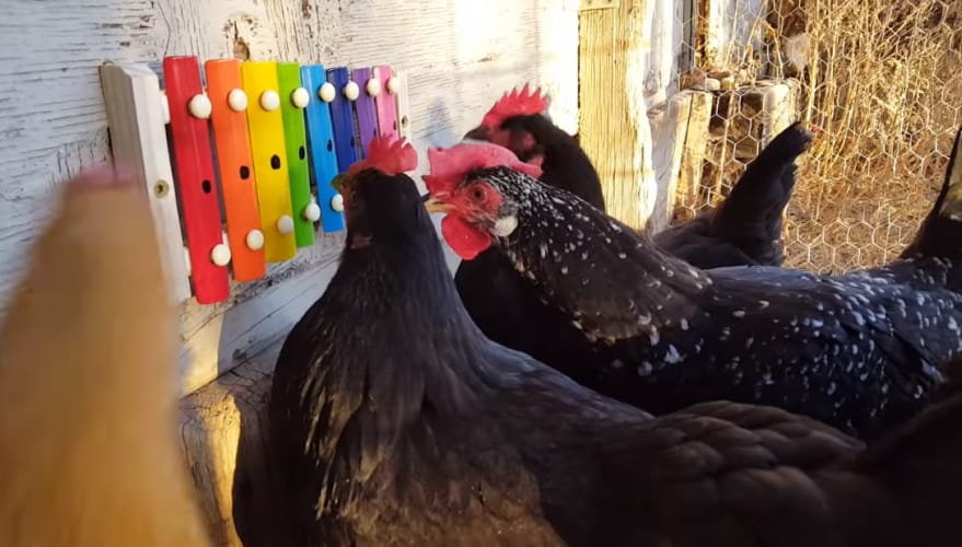 xylophone chickens