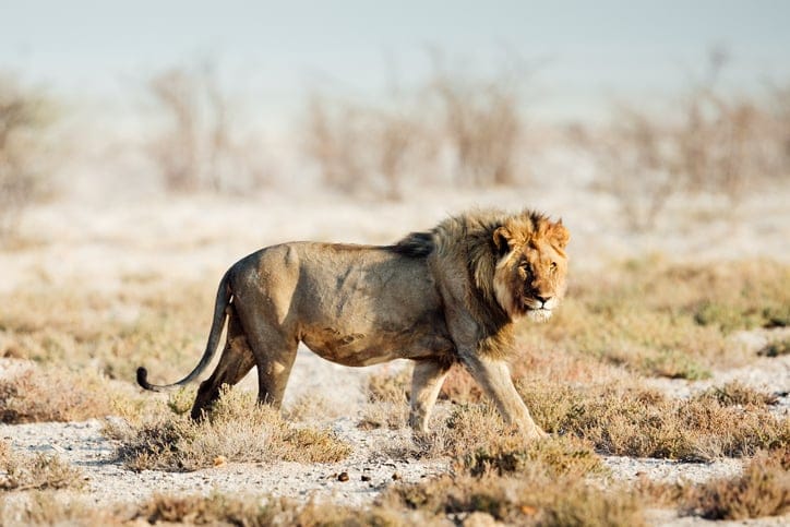 A beautiful lion in the wild.