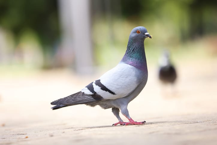 Pigeons playing in the sunshine eating bread and seeds and generally being mischievous