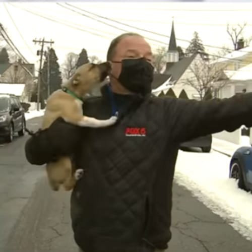 puppy crashes weather report