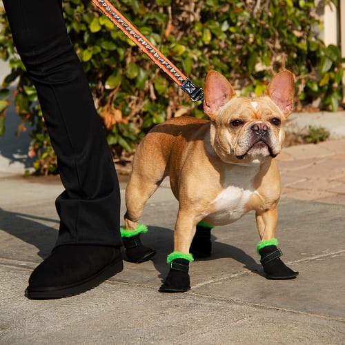 uggs for dogs
