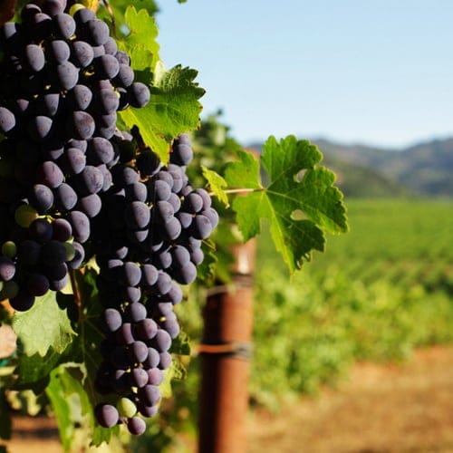 Grapes on a California winery.