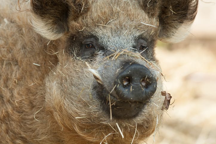 sheep pigs
