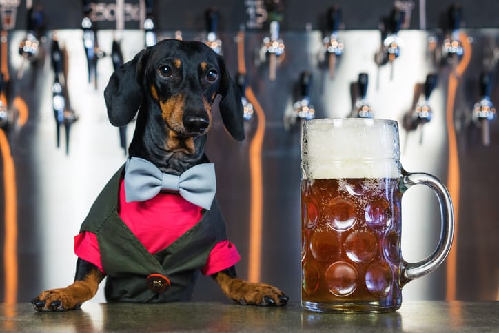 busch dog beer