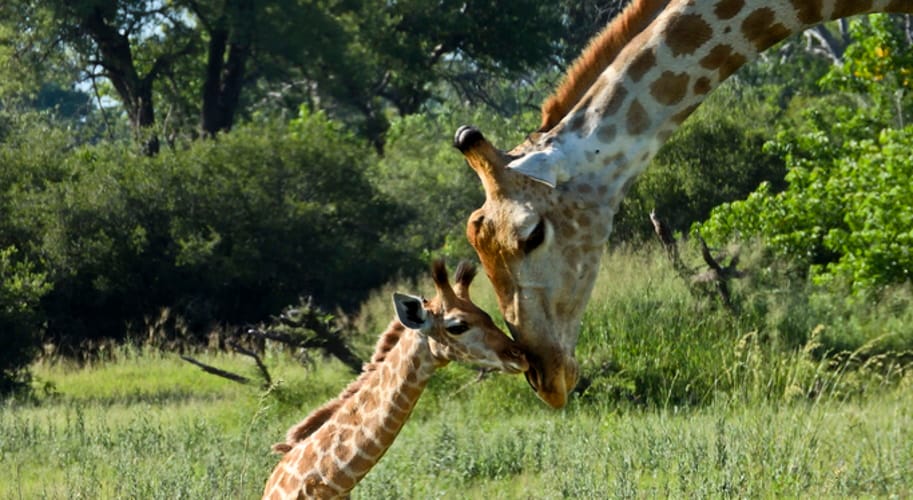 april giraffe