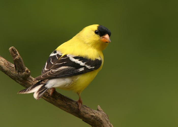 yellow finch