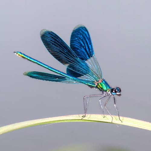 dragonflies meaning