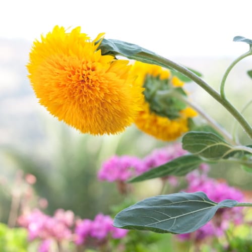 teddy bear sunflowers