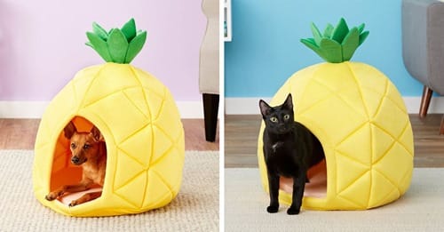 pineapple pet bed