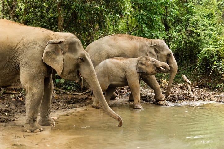An elephant family.