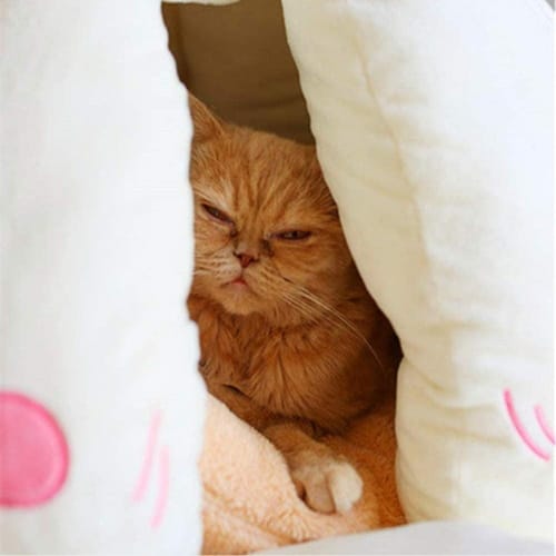 garlic cat bed