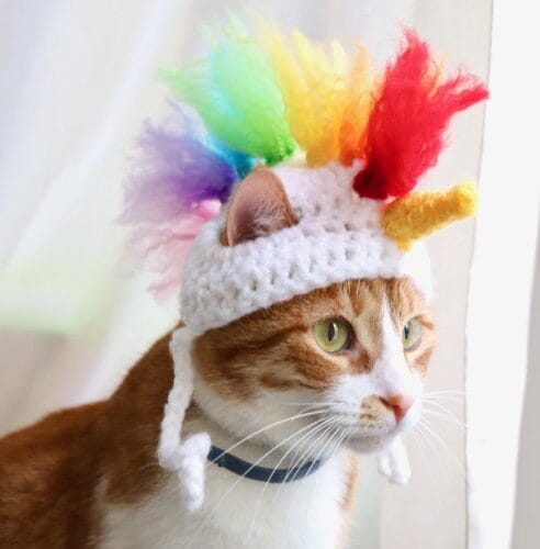 Cat wearing a funny hat.