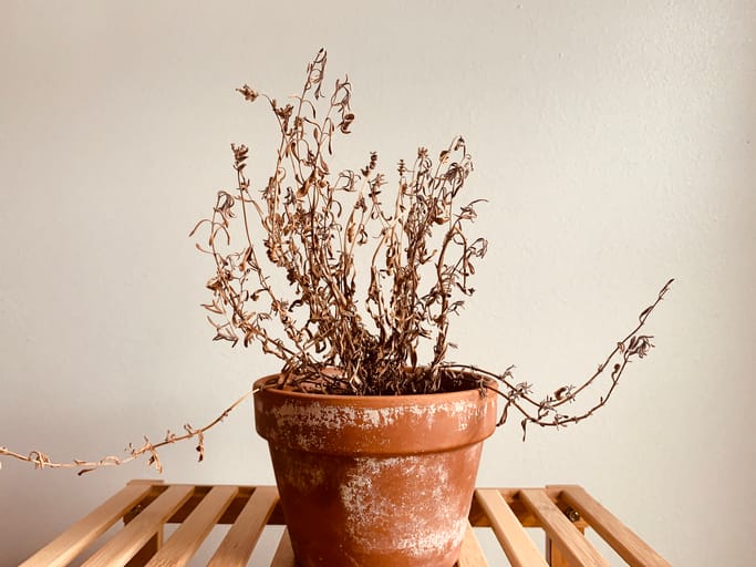 spray paint dead plants