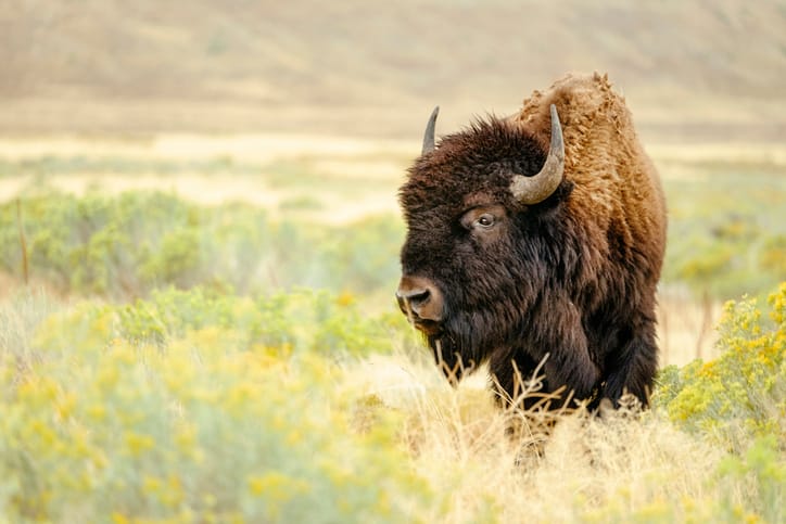 bison in field