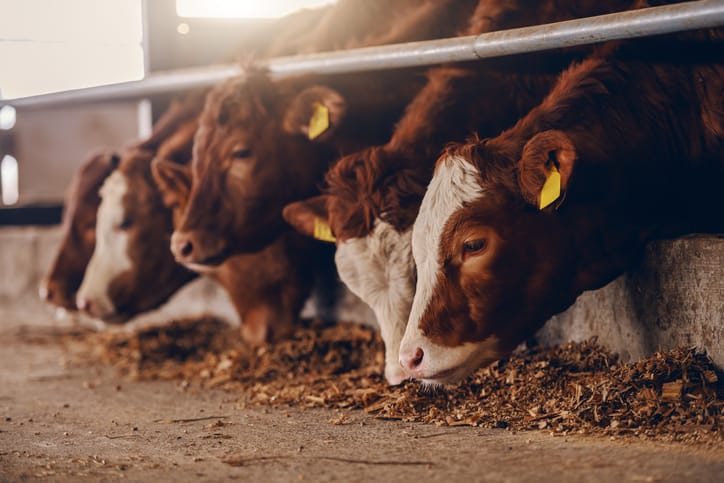 3 Brothers Die After Passing Out From Fumes In Manure Pit On Their Livestock Farm