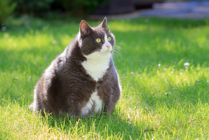 Woman Forced To Put Locks On Fridge To Keep 24-Pound Cat From Stealing Food