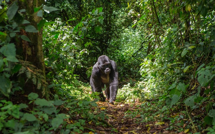 gorilla in the wild