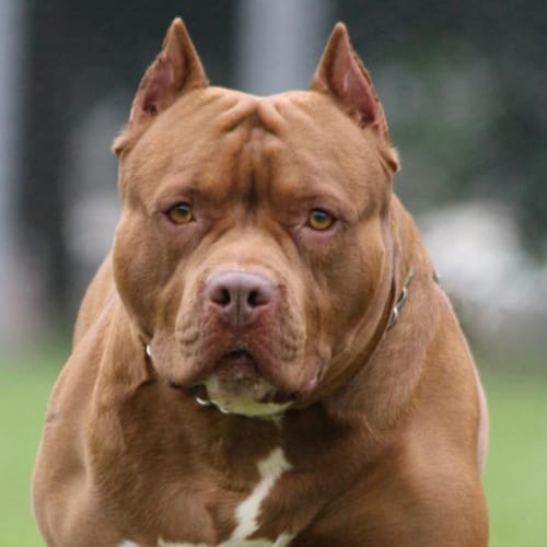 pitbull