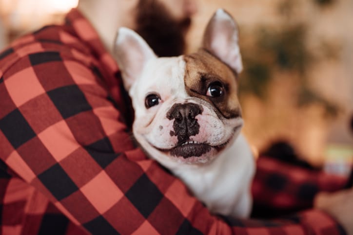 hawbucks french bulldogs