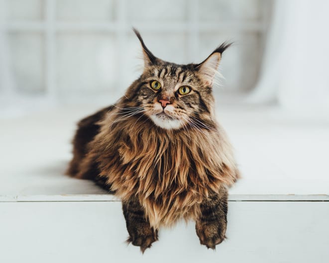maine coon long haired cat