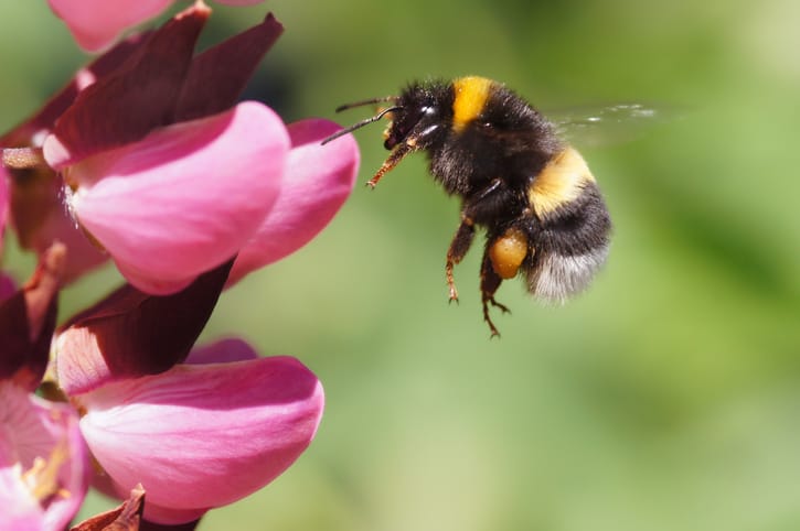 bumblebee near a pink flower