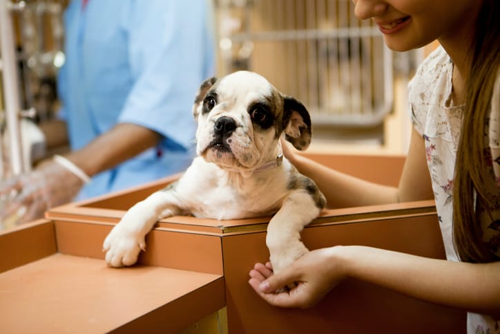 Shelter Worker Slammed As ‘Fatphobic’ For Not Letting ‘Morbidly Obese’ Woman Adopt Dog