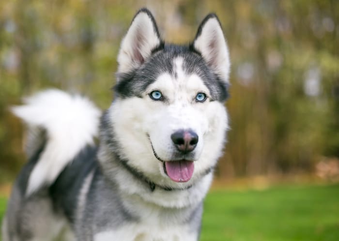 siberian husky dog