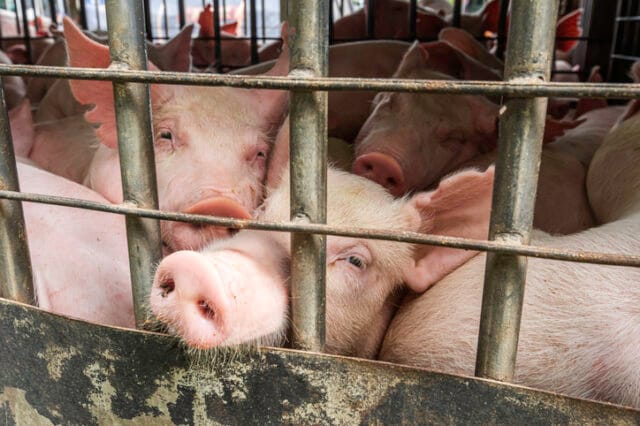Pigs at the slaughterhouse.