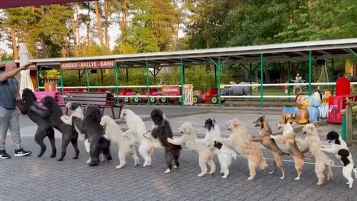 dogs conga line