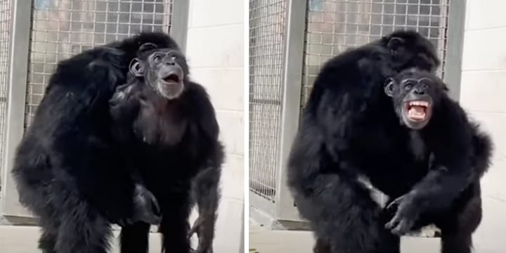 vanilla chimp seeing sky for first time