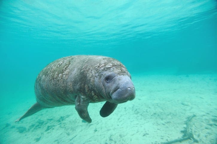 Manatee swimming in blue water.