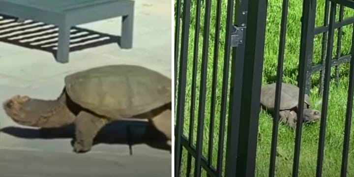 giant snapping turtle in yard