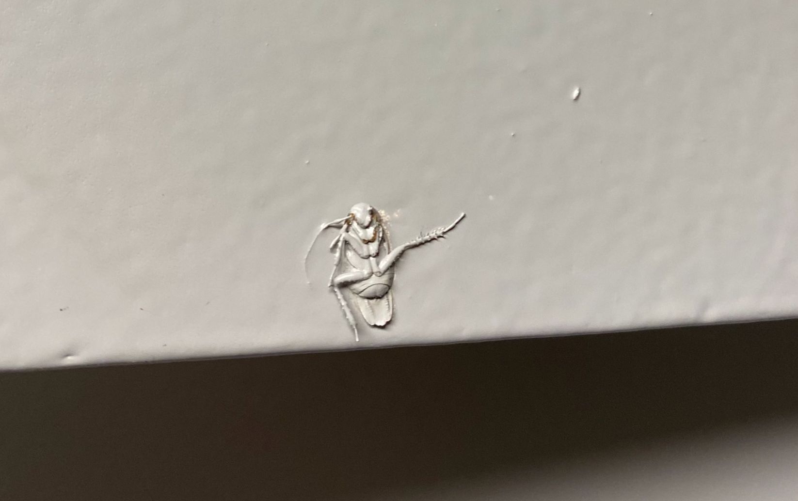 landlord paints over cockroach