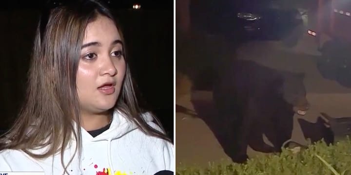 florida bear steals taco bell order