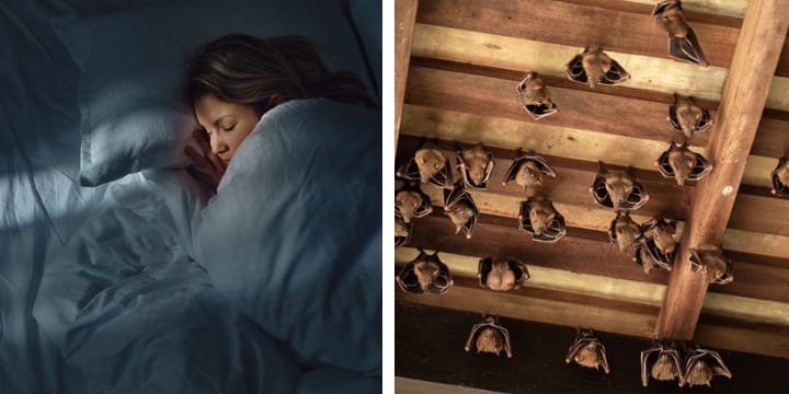woman asleep in bed; bats in attic
