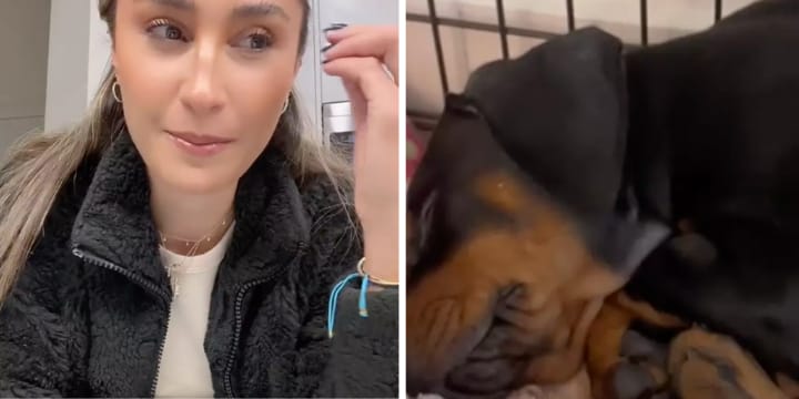 woman offered 200k for dog