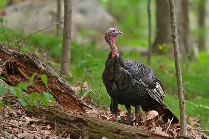 wild turkey in forest