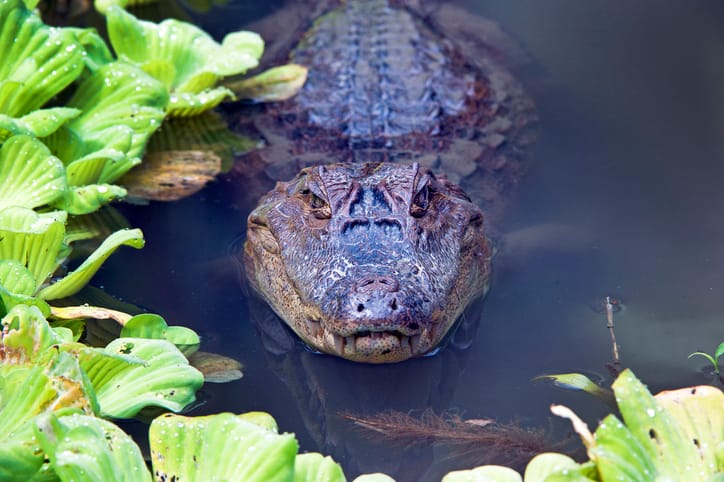 An alligator in the water in Costa Rica.