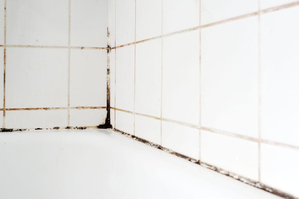 Mold on bathroom tile.