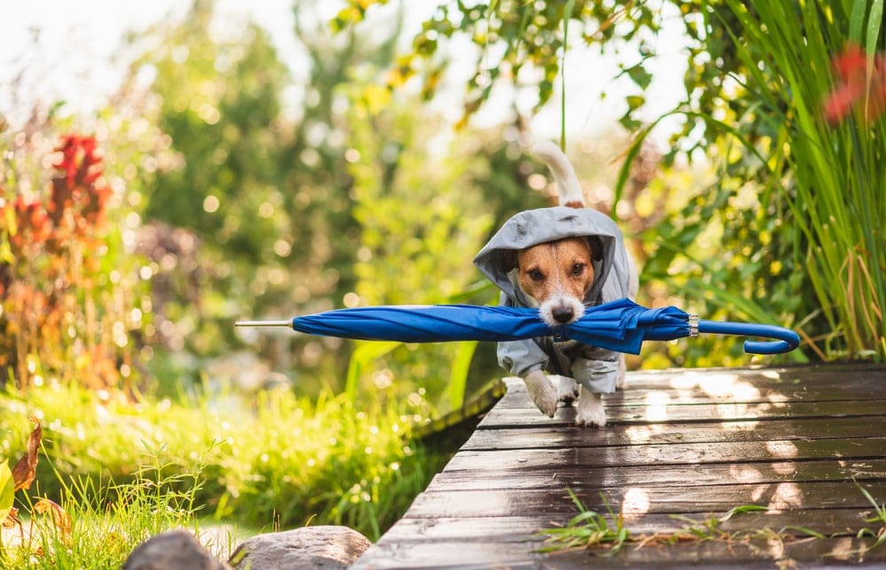 Dog out on a walk holding a toy.