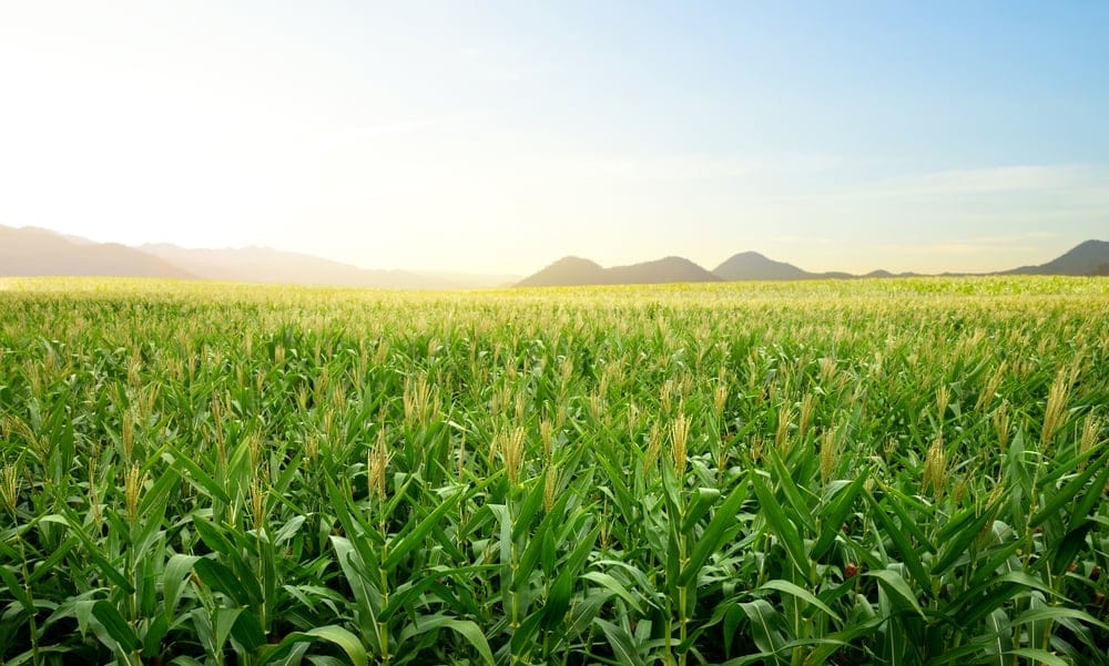 A beautiful view of a corn field.