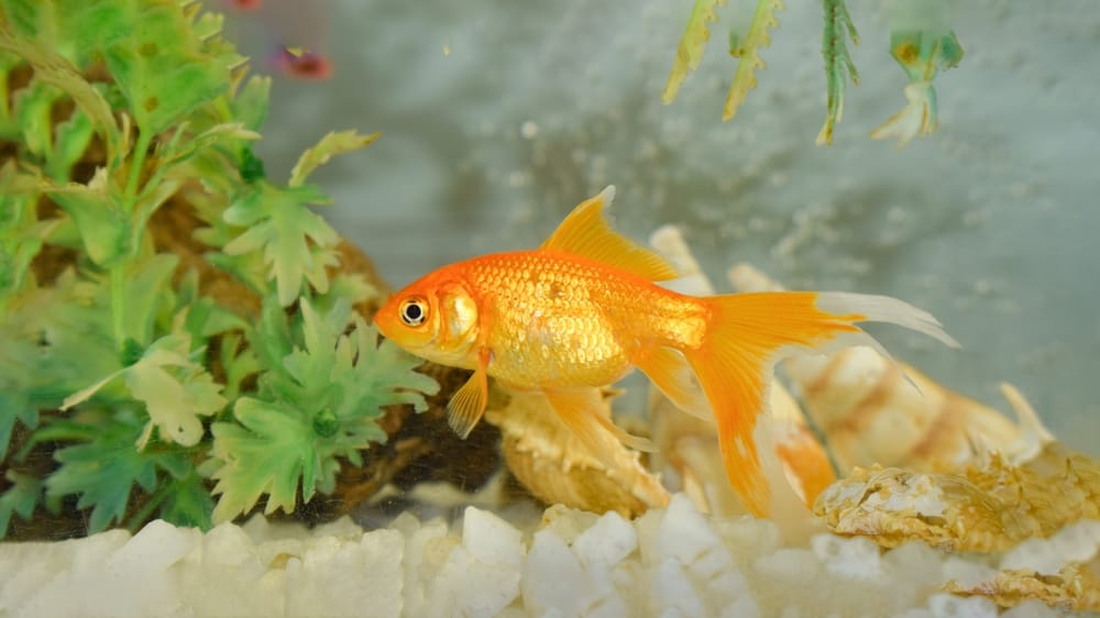A goldfish swimming.