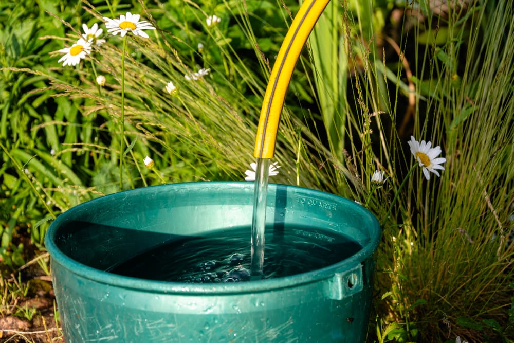 A bucket of water.