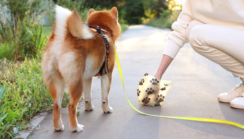 Woman picking up after her dog.