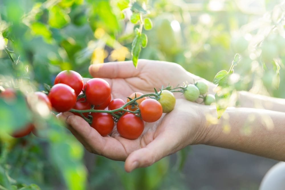 Branch with cherry tomatoes.