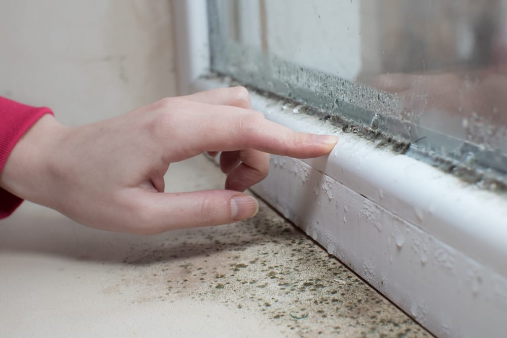 Black mold on a window sill.