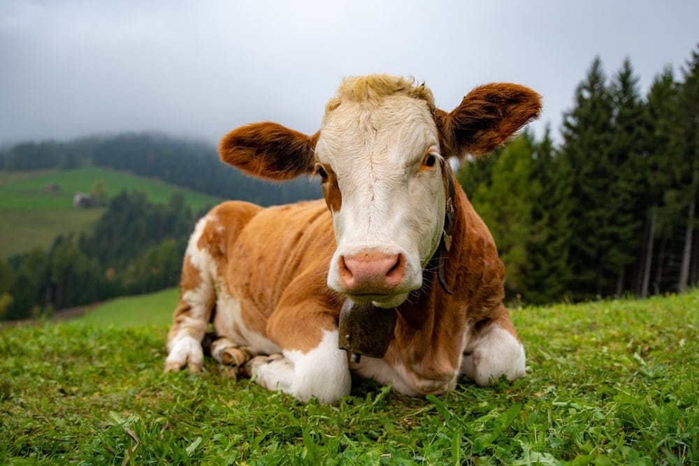 A cow in a pasture.