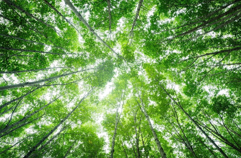View of the trees with sunshine.